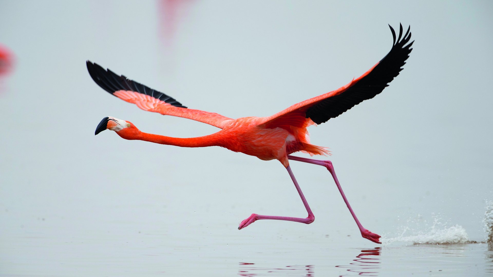 Flamingos: Life after the Meteorite
